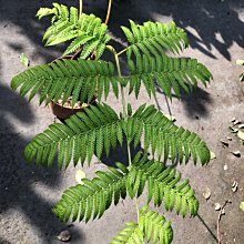 花花世界*蕨類植物*金狗毛蕨*7-8吋盆/高40-50cm/長喜散射光/MA*無法超取*