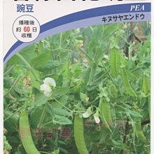 【野菜部屋~】J10 碧綠白花大莢豌豆種子10公克 , 產量高 , 生長強健 , 每包15元~