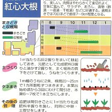 大包裝蔬菜種子l084 紅心大根 深受日本人喜愛的漂亮蘿蔔品種 Yahoo奇摩拍賣