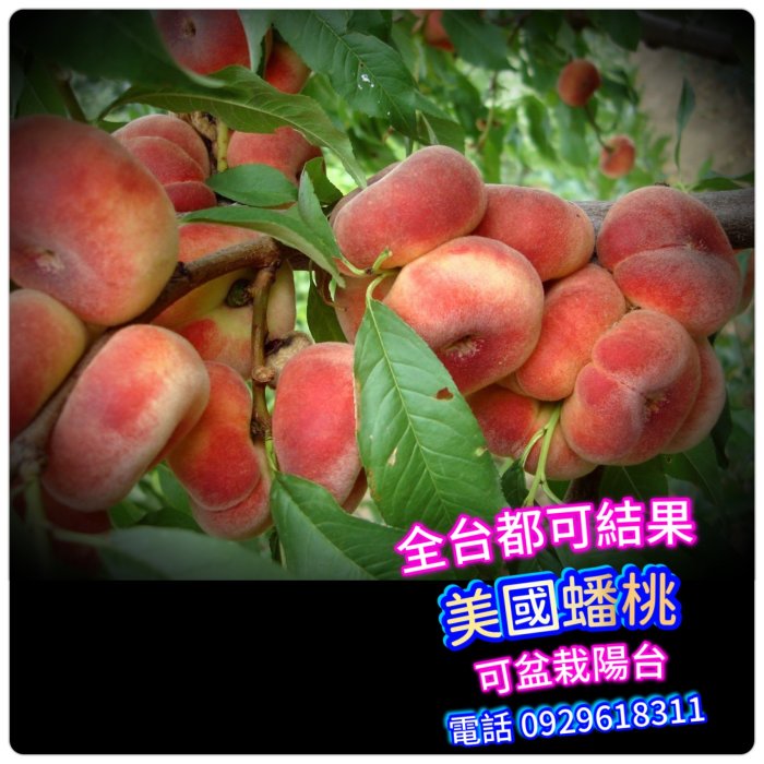 美國蟠桃Flat peach【嫁接款】約一年結果【滿5棵免運+買五送一】