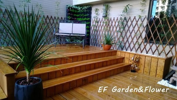 【EF Garden&Floewr】龍血樹(小)