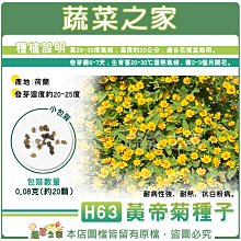 【蔬菜之家滿額免運】H63.黃帝菊種子0.08克(約20顆)(金星)喜20-30度氣候，高度約30公分，適合花壇盆栽用。