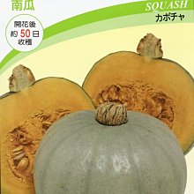 【野菜部屋~】K60 日本白玉南瓜種子2粒 , 果香味濃 , 品質佳 , 每包15元~