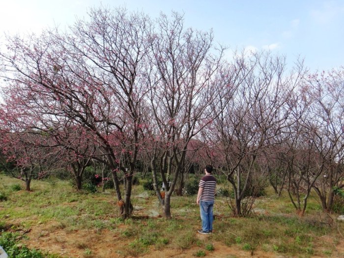 【旭昇景觀樹園藝行】山櫻花高5-6米.直徑20公分.吉野櫻八重櫻富士櫻