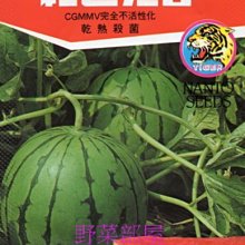 【野菜部屋~】R10 紅小玉西瓜種子6粒 , 糖度高 , 品質好 , 每包15元~
