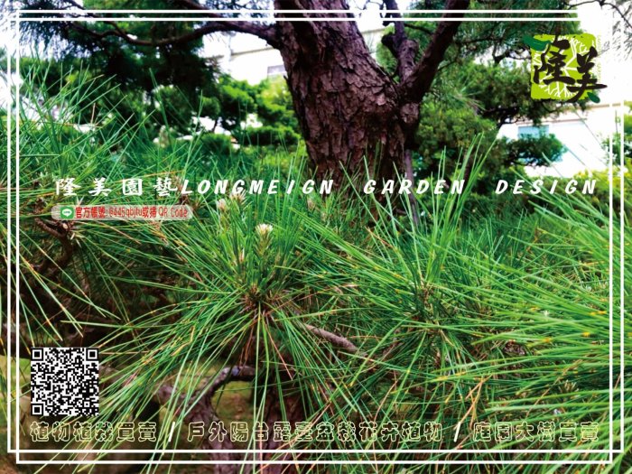 隆美園藝LONGMEIGN-樹的專賣店//小型雕塑款造型黑松盆栽