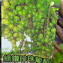 水果 **  綠鑽珍珠葡萄  ** 6吋盆/高30-50cm/【花花世界玫瑰園】