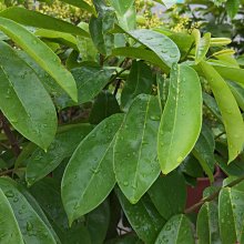 元茂園藝桃園三民店 高質感手作盆栽第一品牌 果樹/蜜紅毛榴槤/頂級品相 實品拍攝 現場每天銷售迅速下標請先詢問是否還有貨