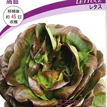 【野菜部屋~】B28 紅波士頓萵苣種子1.1公克 , 葉質柔軟 , 大葉品種 , 每包15元~