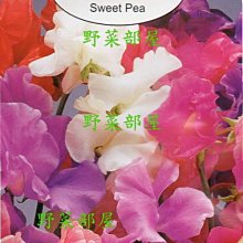 【野菜部屋~】Y81 香豌豆Sweet Pea~天星牌原包裝種子~每包17元~