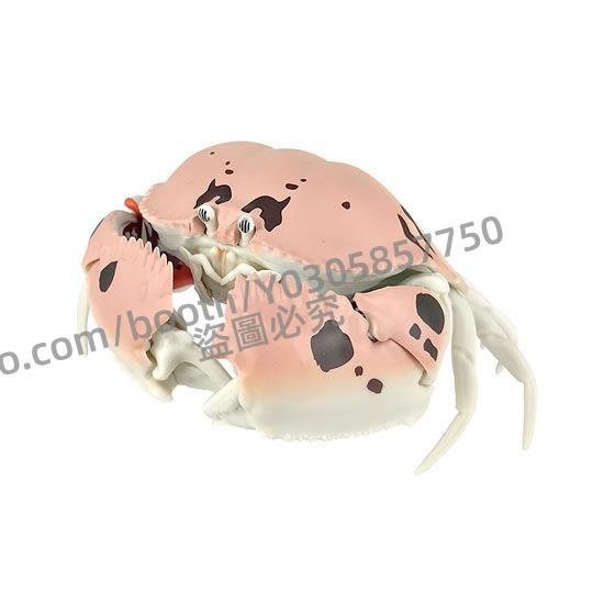 P D X模型館 正版  萬代 扭蛋 生物模型 螃蟹 蟹 全4種