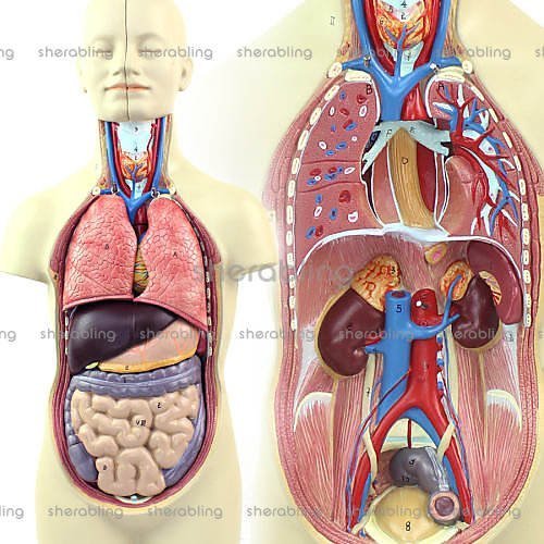 (ME-A173)中型人體內臟器官解剖模型醫用人體解剖學系統結構