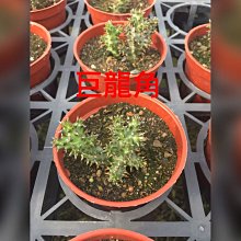 花花世界_多肉植物*巨龍角仙人掌*-波斯地毯/3吋盆/單株/高5cm/MA