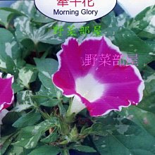 【野菜部屋~】Y49 牽牛花Morning Glory~天星牌原包裝種子~每包17元 ~