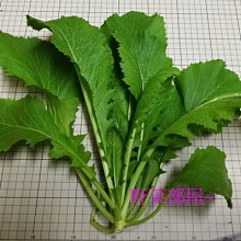 【野菜部屋~】H18 甜辣菜種子35公克 , 雪裡紅 , 採收快 , 每包150元  ~