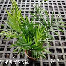 花花世界-室內小品*袖珍椰子*3吋盆/高5-10公分/MA