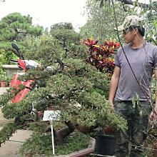 元茂園藝中壢園區-新貨上架 日式真柏 塑型完成 二十餘年盆栽