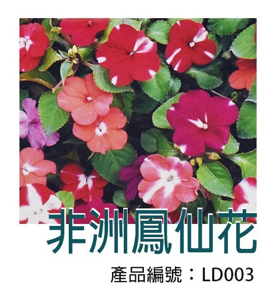 *滿1200免運*【LD003】DIY種子栽種 成就滿滿~非洲鳳仙花 【園丁花圃】