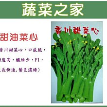 【蔬菜之家滿額免運】A52.甜油菜心種子1500顆(香川甜菜心口感脆且甜.纖維少.生長快速葉色濃綠.蔬菜種子)