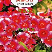 【野菜部屋~】Y25 美國石竹Sweet William~天星牌原包裝種子~每包17元~