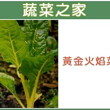 【蔬菜之家滿額免運00A42】大包裝A42.黃金火焰菜種子30克(約2000顆) (黃金菾菜、君達菜、甜菜)