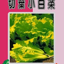 【野菜部屋~】F06日本切葉小白菜種子11.6公克 , 葉厚脆嫩 , 每包15元~