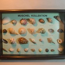 1960s 德國古董貝殼標本