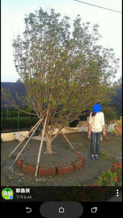 【鑫展農園】---單桿桂花 (頭徑14cm)原圖原樹 桂花 單幹桂花 綠化 增值 庭園樹 綠屋頂 花香 木樨 四季桂