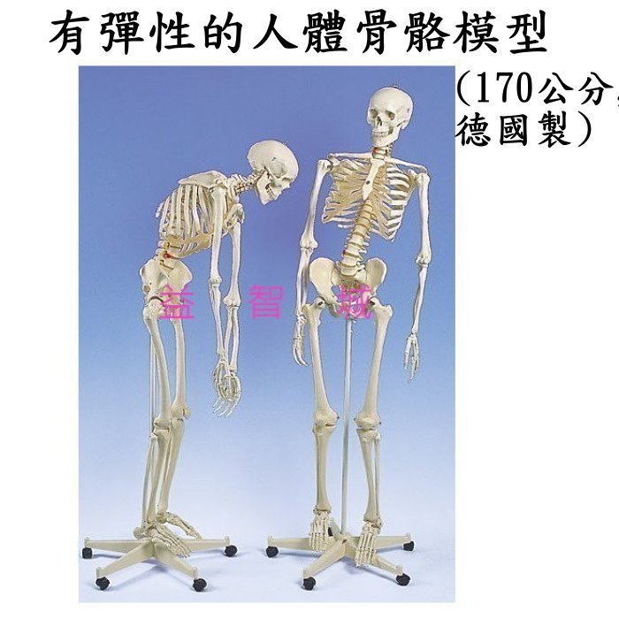 益智城新館《教學人體模型/人體骨架/人骨模型/骨頭模型/骨模型/教學 
