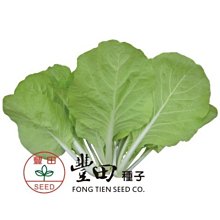【野菜部屋~】F18 奇兵黃葉白菜種子半斤(約300公克) , 耐熱性強 , 生長特別強健快速 , 每包200元~