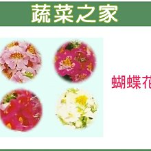 【蔬菜之家滿額免運】H58.蝴蝶花種子0.3克(約300顆) // 高40cm,約14天發芽,適合盆栽和冬~春的花壇栽植