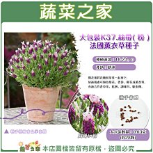 【蔬菜之家滿額免運】大包裝K37.絲帶( 粉 )法國薰衣草種子0.03克(約28顆) ※不適用郵寄掛號配送