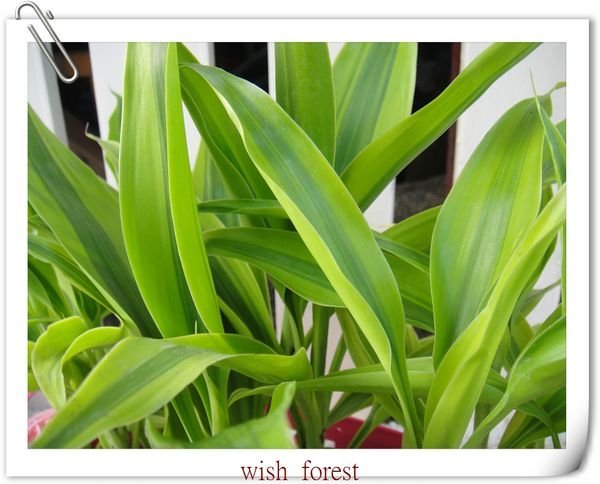 WISH FOREST【耐陰植物。黃竹】。可用水養的植物。可搭配魔晶土種植。改良的萬年青。~