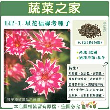 【蔬菜之家滿額免運】H42-1.星花福祿考種子0.3克(約170顆)(閃爍) 星瓣花，混合色，密叢性，株高約20公分，適合花壇。發芽於18度C，需暗發芽約7天