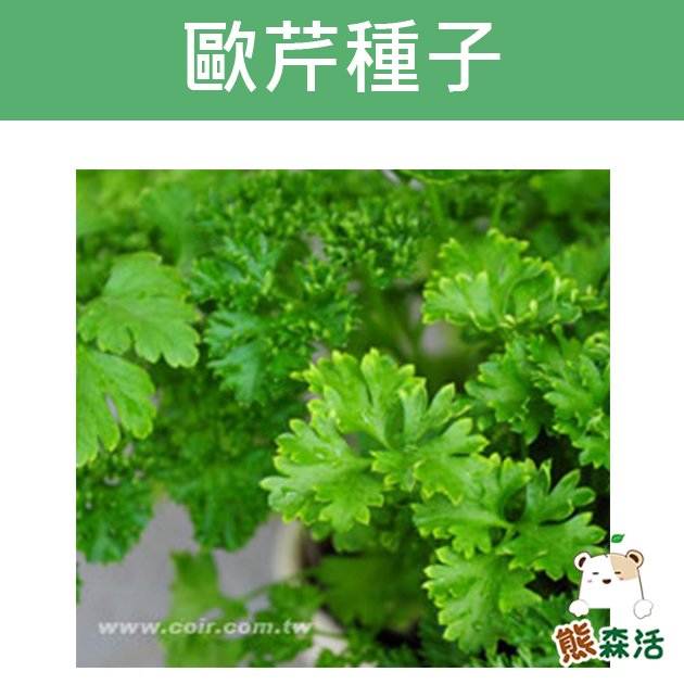 ～全館滿790免運～歐芹 荷蘭芹 義大利香芹 巴西利 巴西里 種子 Parsley-約100粒【熊森活】