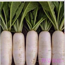 【野菜部屋~】I45 永利蘿蔔種子0.8公克 ,耐熱早生品種 , 口感佳 ,每包15元~