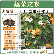 【蔬菜之家滿額免運】大包裝H44-1.黑眼花種子6克(約200顆)  花有白丶淡黃丶橘黃及橘黃黑心數種花色，一年生蔓爬植物。