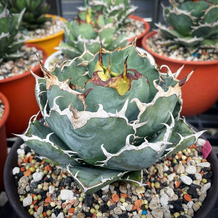 TY Garden - 龍舌蘭，白鯨嚴龍agave titanota “white whale” | Yahoo