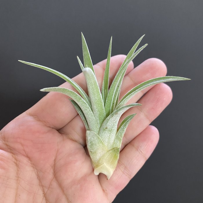 空氣鳳梨 小精靈X哈里斯 T. 'Velvet Fountain' (ionantha X harrisii)