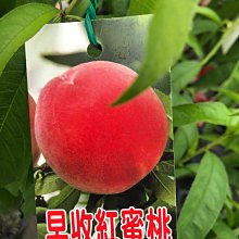 花花世界_水果果苗* 熱帶早收紅蜜桃 *4吋盆/高20-30cm/ 香甜多汁 果肉細緻 /MA(特價中)