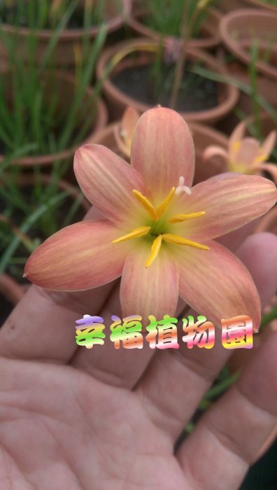 [幸福植物園]風雨蘭 四色菊 Zephyranthes Sisaket(有香味)