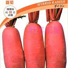 【野菜部屋~】I06日本紅彩蘿蔔種子1公克 ,可生吃 ,醃漬 ,每包15元~