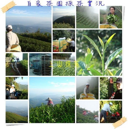 【上山採茶去】㊣杉林溪綠茶包王[鮮綠茶]．原片春茶30入環保包裝．最好喝的冷泡茶冠軍！