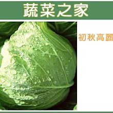 【蔬菜之家滿額免運】B01.高麗菜種子0.45克(約70顆)(梨山品種，寒冷天氣尾端成尖尾，口感較軟甜.蔬菜種子)