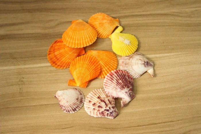 天然貝殼海螺珊瑚 魚缸裝飾品拍攝道具多肉微景觀地中海~定價