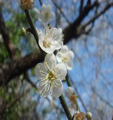 梅山公園賞梅