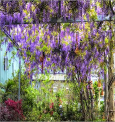 台北花卉村紫藤花