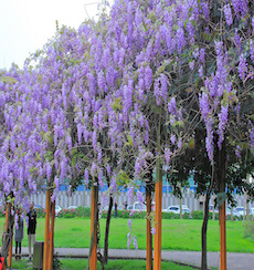 中壢元生公園紫藤花