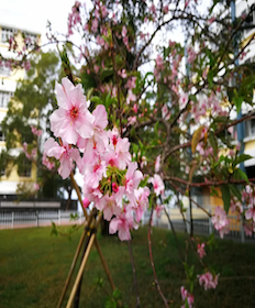 中文大學