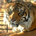 Tiger Attacks Topeka Zookeeper